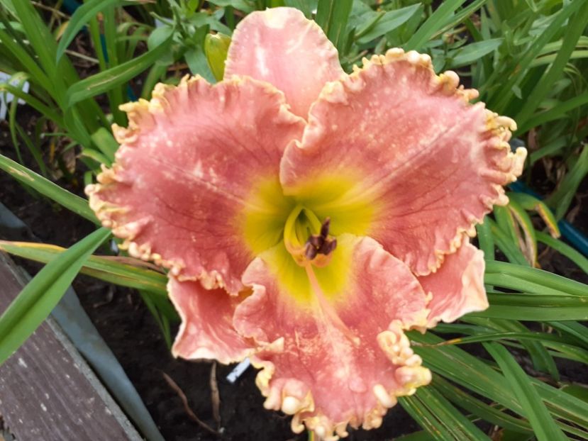 San Luis Regal - Hemerocallis 2021
