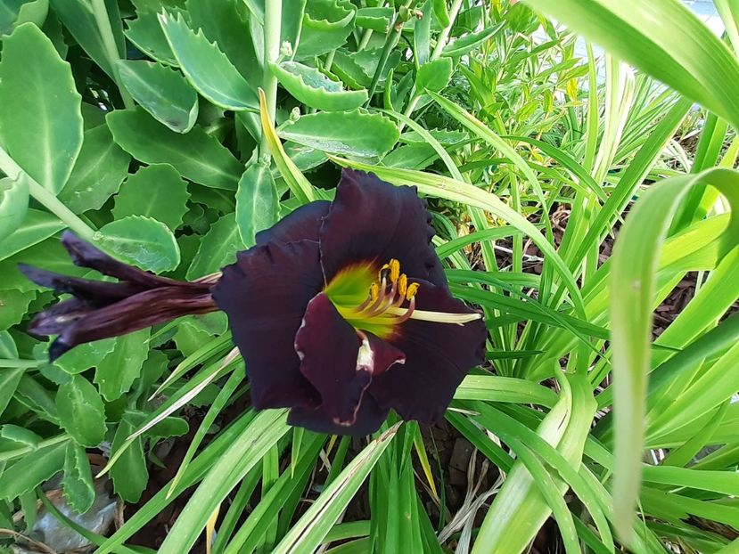 Voodoo dancer - Hemerocallis 2021