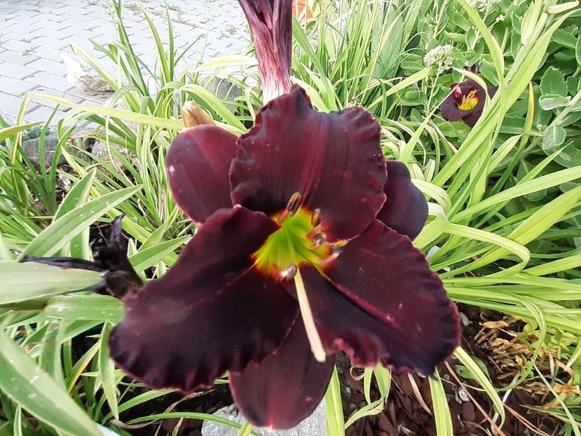 Voodoo dancer - Hemerocallis 2021