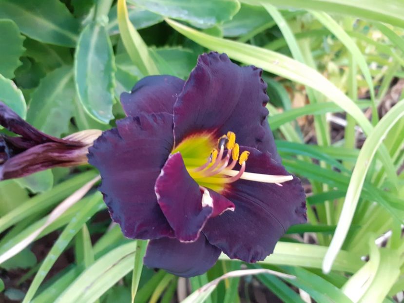 Voodoo dancer - Hemerocallis 2021