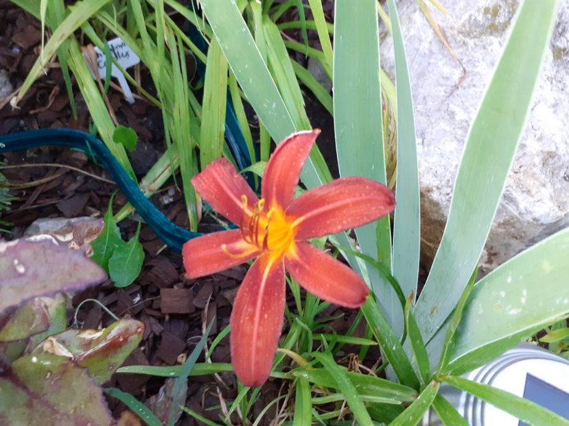 Autumn red - Hemerocallis 2021