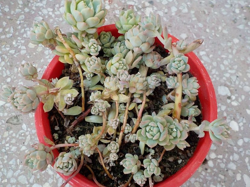  - echeveria prolifera 2019