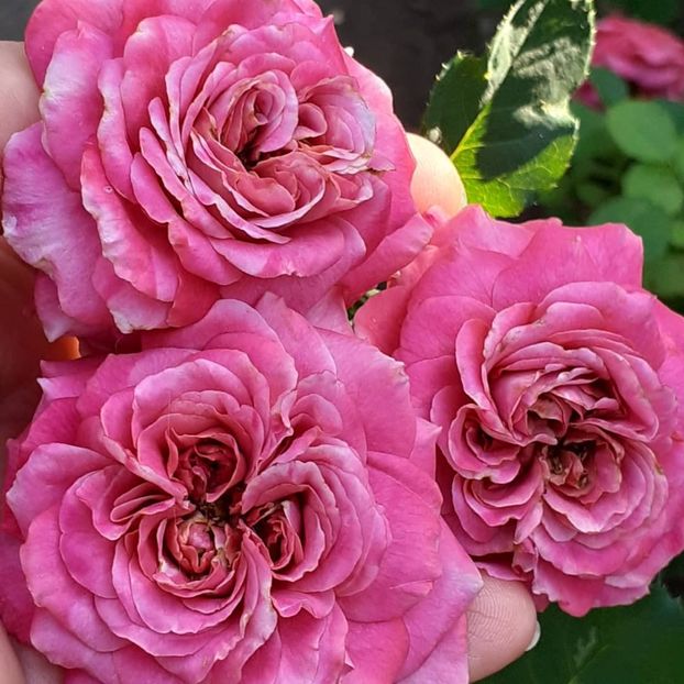 Flori multe si mărunte,  azi 29 07 2021 - Agnes 2021 - 2022-2023