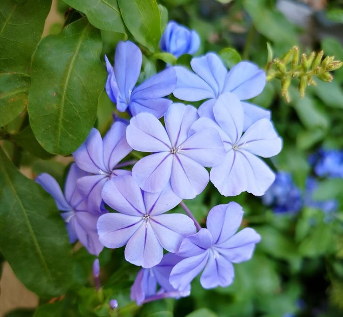 ❤️Plumbago ❤️ - 0 0 2021