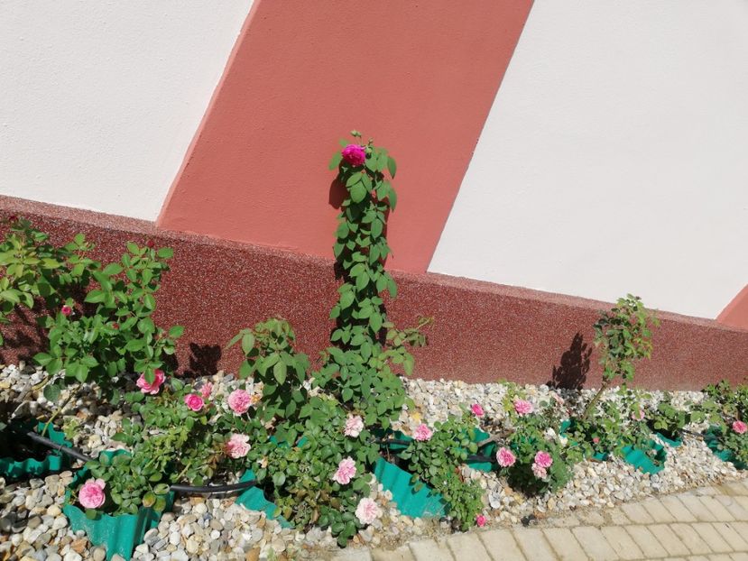  - Gradina iulie 2021