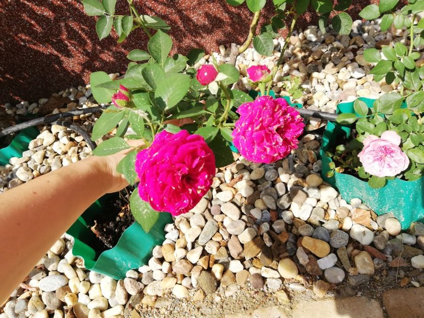  - Gradina iulie 2021