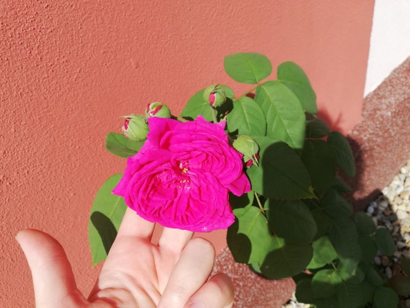  - Gradina iulie 2021