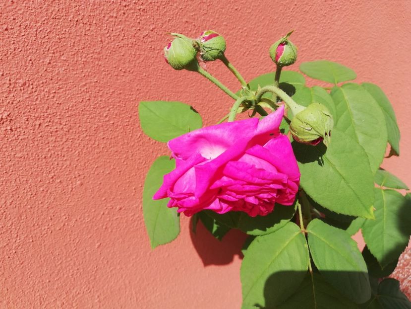  - Gradina iulie 2021