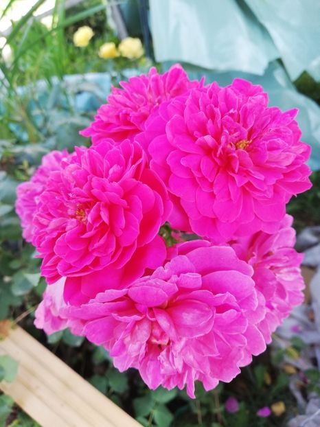  - Gradina iulie 2021