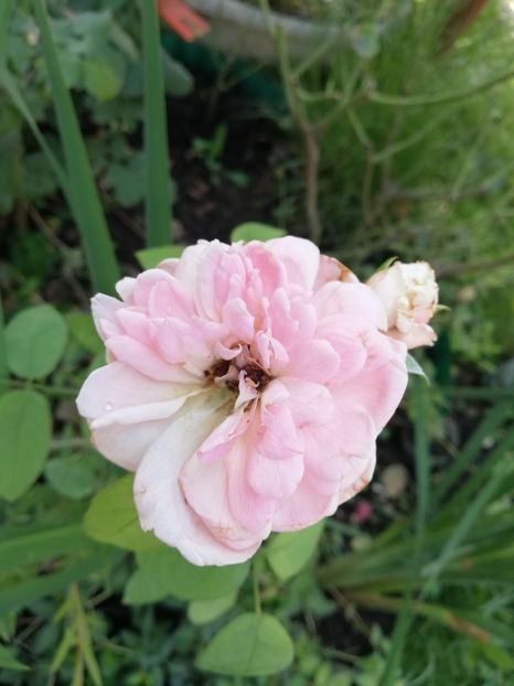  - Gradina iulie 2021