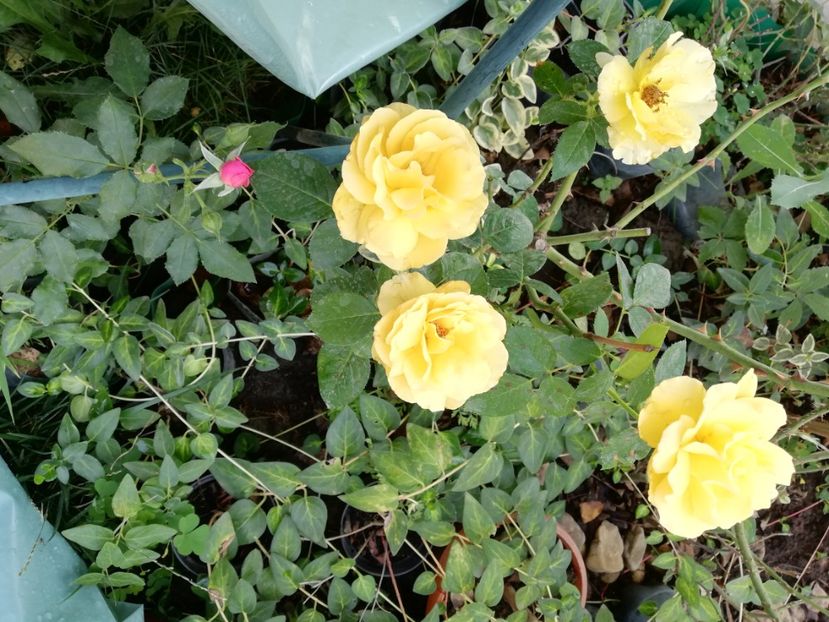  - Gradina iulie 2021