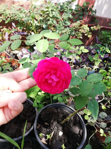  - Gradina iulie 2021