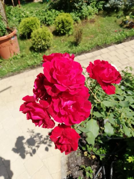  - Gradina iulie 2021