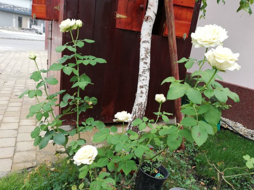  - Gradina iulie 2021