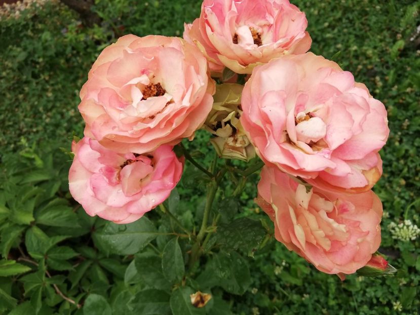  - Gradina iulie 2021