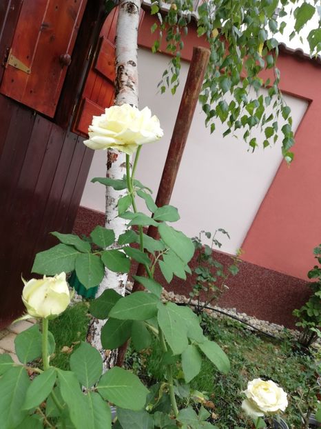  - Gradina iulie 2021