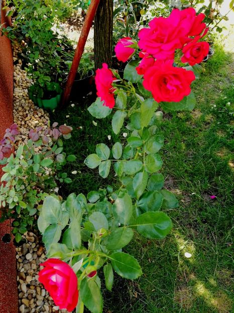  - Gradina iulie 2021