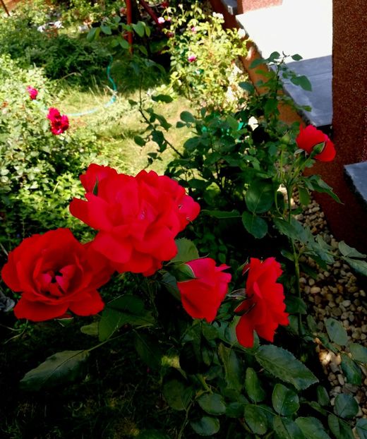  - Gradina iulie 2021