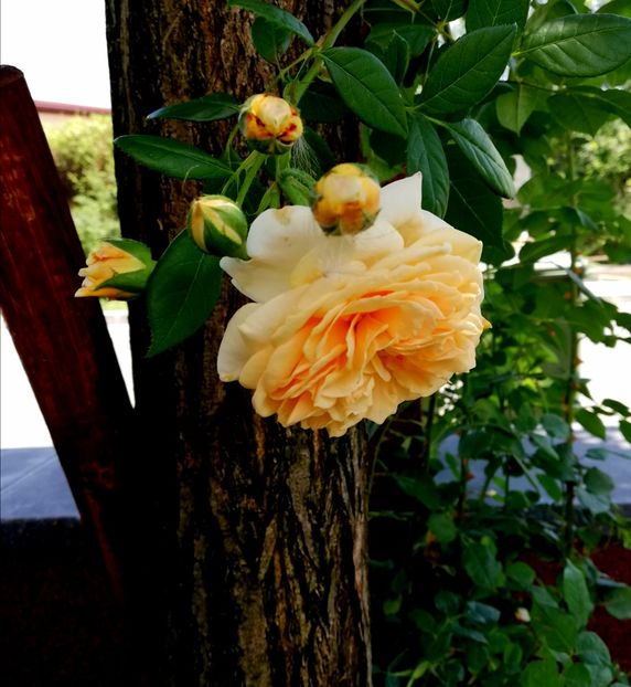  - Gradina iulie 2021