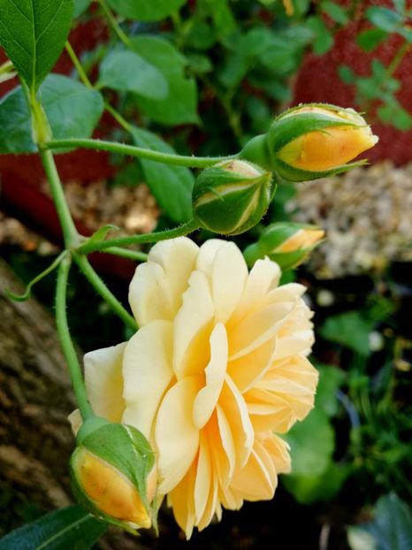  - Gradina iulie 2021