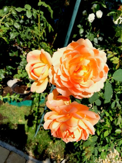  - Gradina iulie 2021