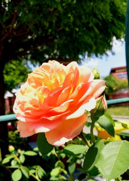  - Gradina iulie 2021