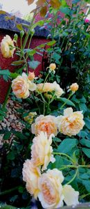  - Gradina iulie 2021