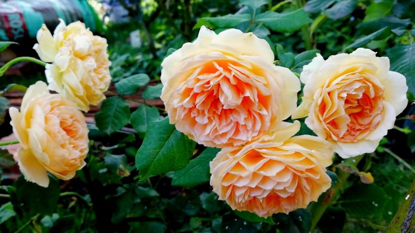  - Gradina iulie 2021