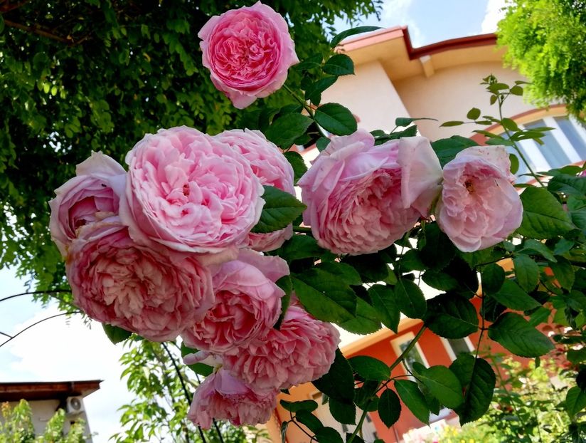  - Gradina iulie 2021