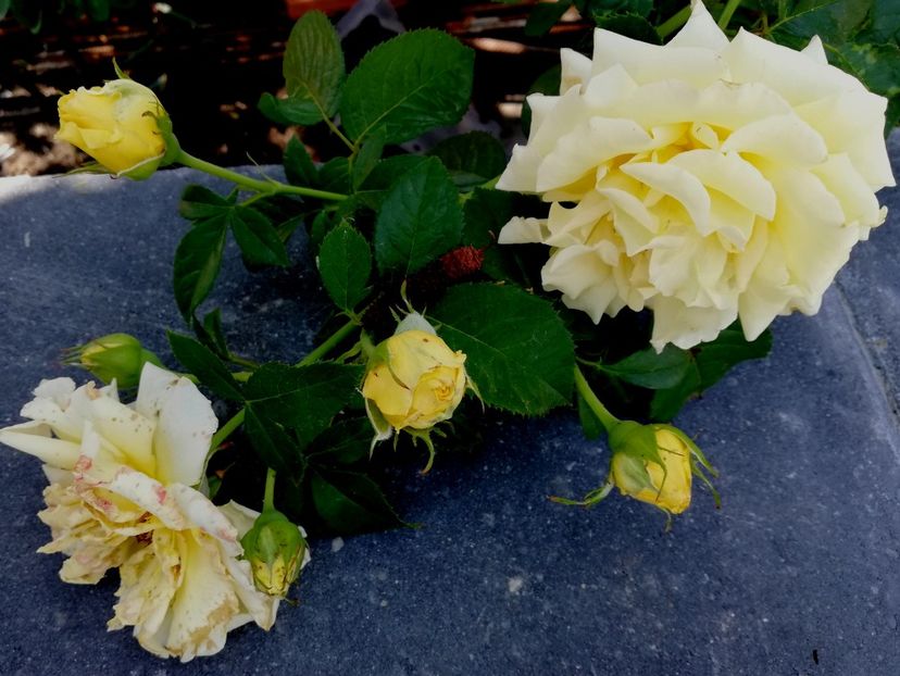  - Gradina iulie 2021