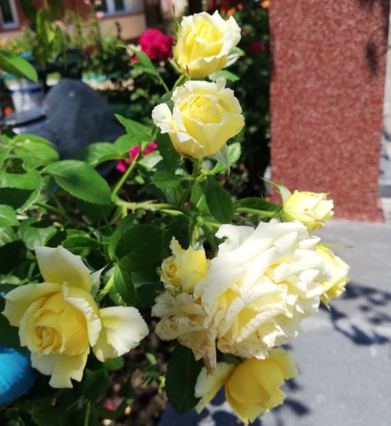  - Gradina iulie 2021