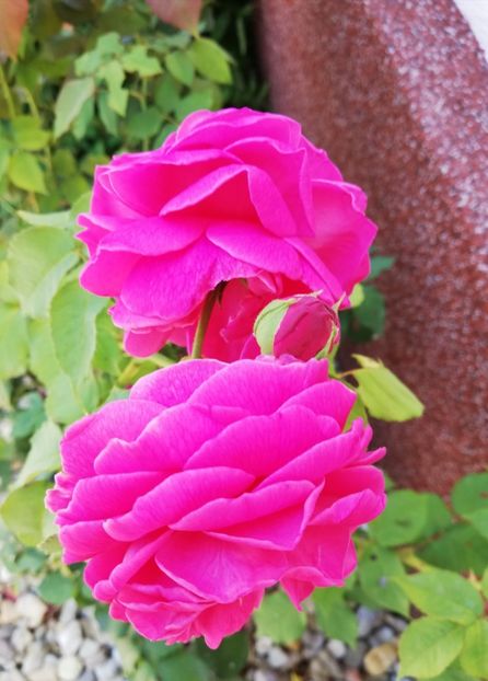  - Gradina iulie 2021