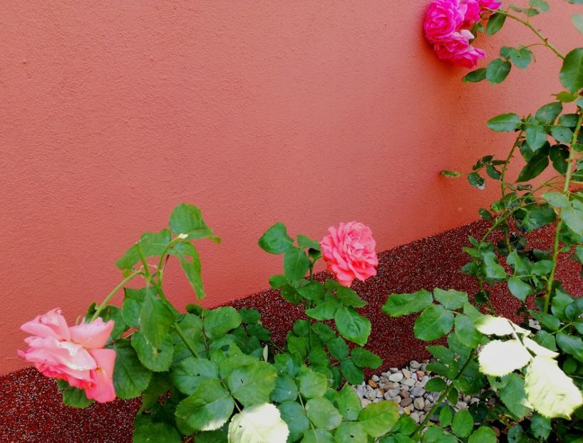  - Gradina iulie 2021