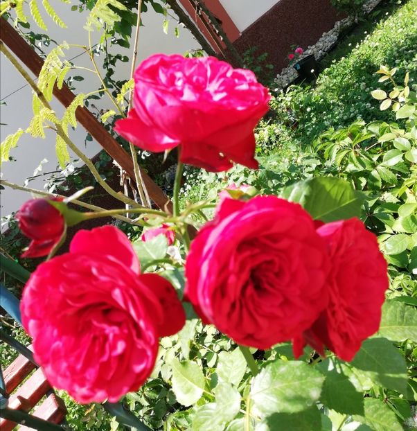  - Gradina iulie 2021