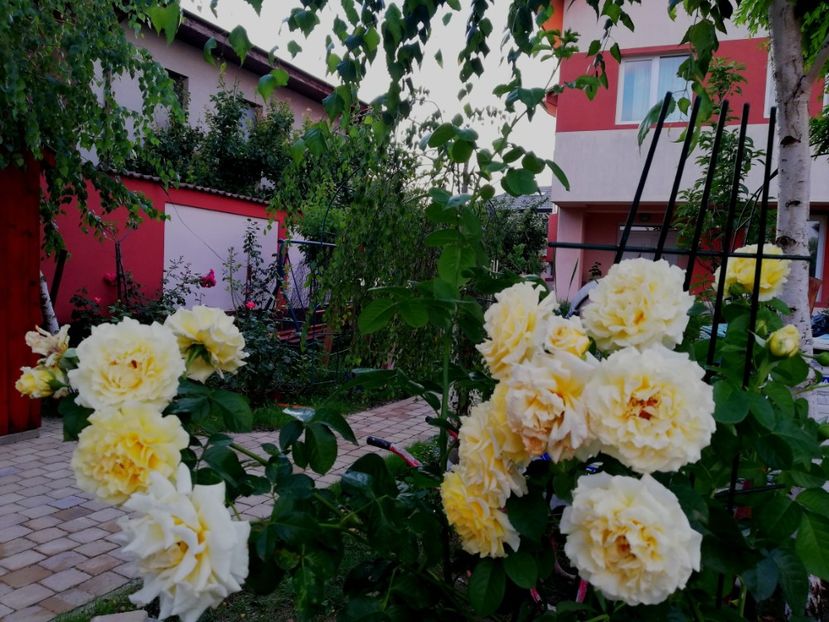  - Gradina iulie 2021