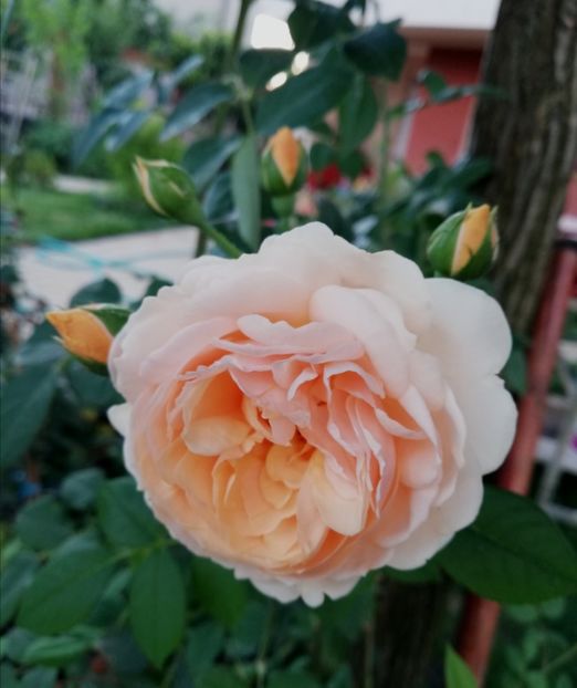  - Gradina iulie 2021