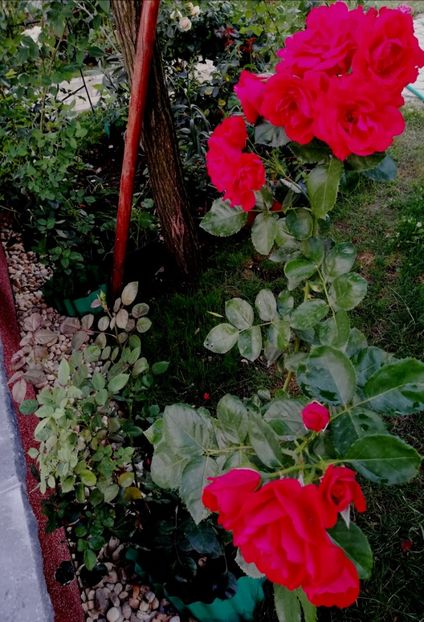  - Gradina iulie 2021