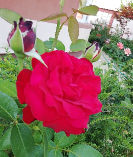  - Gradina iulie 2021