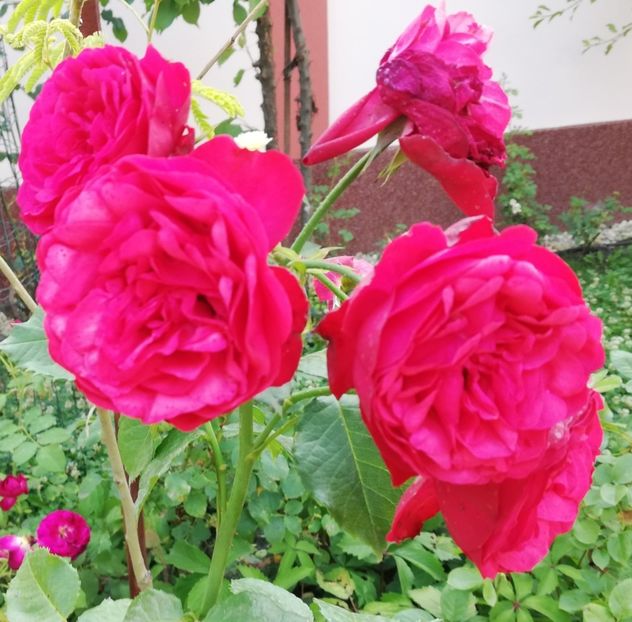  - Gradina iulie 2021