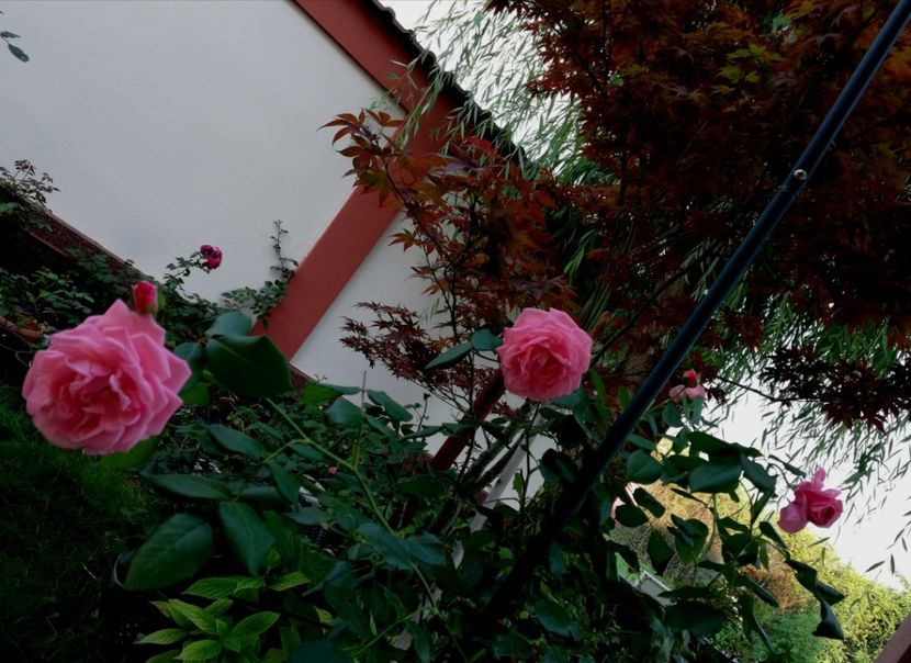  - Gradina iulie 2021