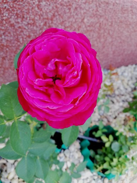  - Gradina iulie 2021