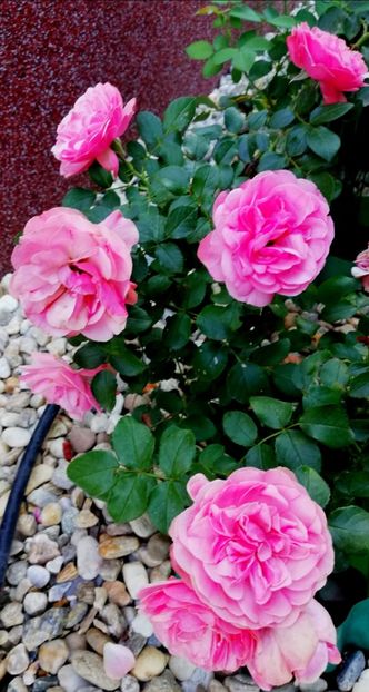  - Gradina iulie 2021