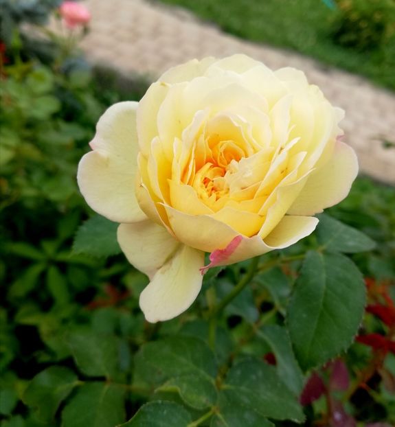  - Gradina iulie 2021