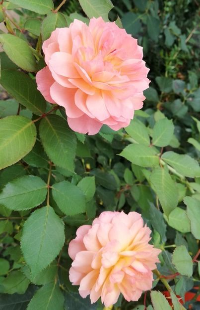  - Gradina iulie 2021