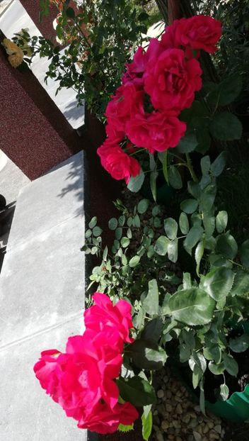  - Gradina iulie 2021