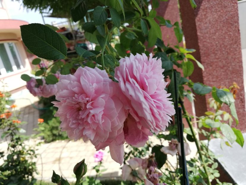  - Gradina iulie 2021