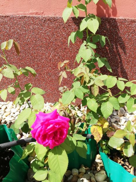  - Gradina iulie 2021