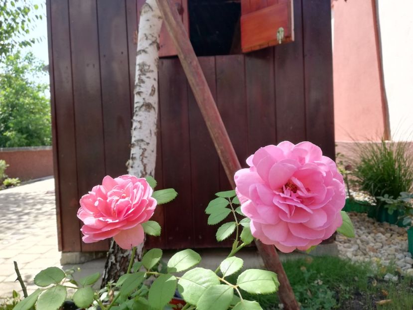  - Gradina iulie 2021