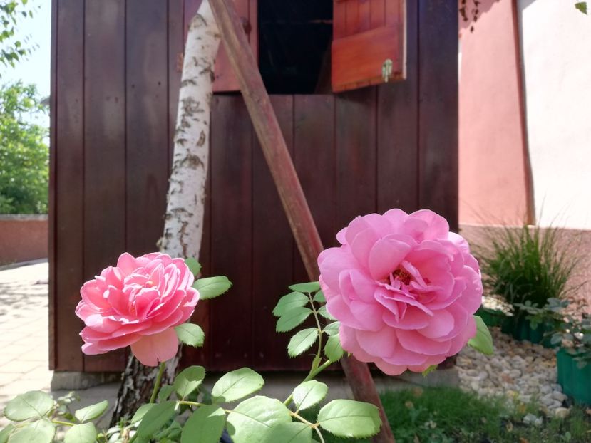  - Gradina iulie 2021