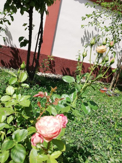  - Gradina iulie 2021